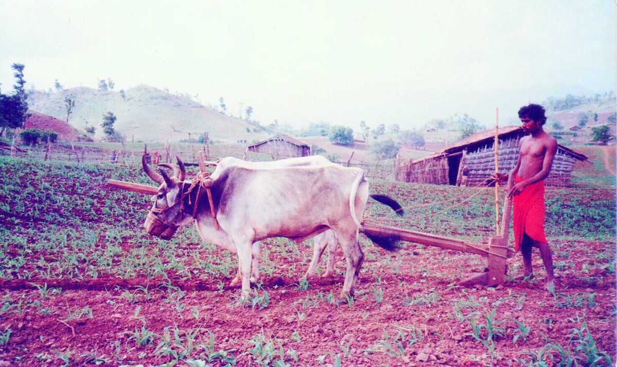 Throwback to the #1990s when the Forest rights work began in Gujarat to ensure forest land is given back to the original inhabitants. Today, thousands of tribals own land to cultivate and regenerate because of #forestrightsact #forestrightsmatter @FNFSouthAsia <a href="/IENearth/">Indigenous Environmental Network</a> <a href="/UNFCCC/">UN Climate Change</a>