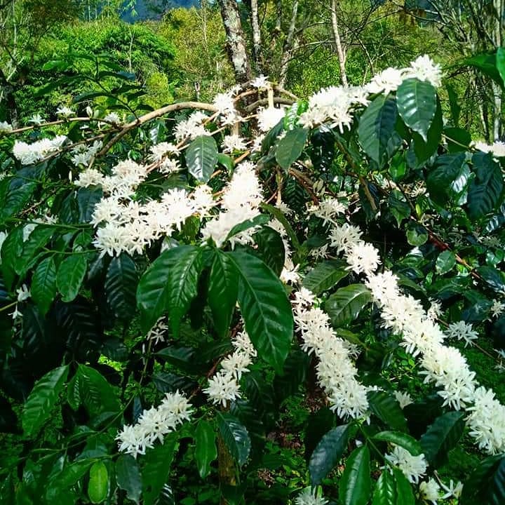 mahyudin_cf's tweet photo. Terkadang kenyataan sering tak sesuai harapan tapi harus bersabar
#coffeequotes #coffee #coffeetalk #coffeeflower #Flowers #flowerphoto #LifeLessons https://t.co/hJzxHOFA3u