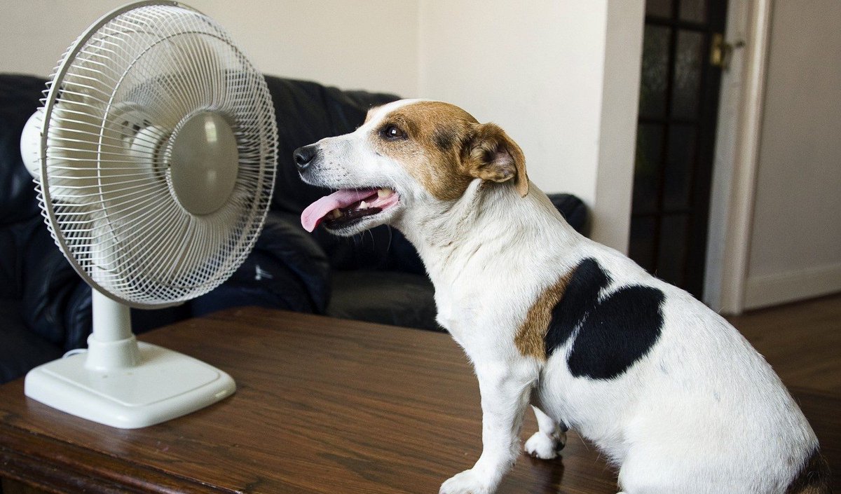 Please retweet, with the hot weather continuing, keep your pets cool, buy them a fan and a cooling mat... before they run out! 
#dogs #cats