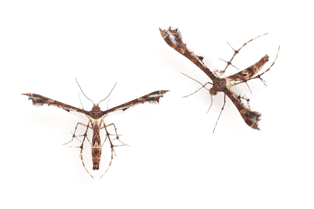 ブドウトリバ Nippoptilia vitis
近所では2種めのトリバガ科。不思議な形をしているが，飛び方も蚊のように弱々しい