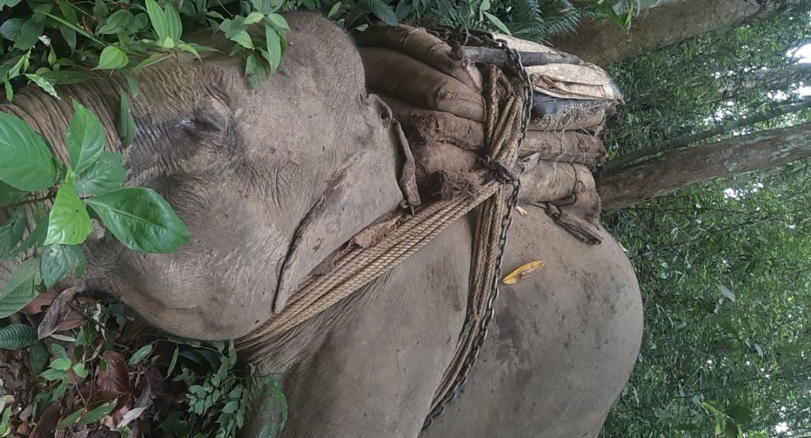 utpal_parashar's tweet photo. ASSAM: Elephant killed in firing between forest personnel and timber smugglers in Dehing Patkai National Park. The elephant was reportedly being used by smugglers to drag the illegally felled trees from the park. @himantabiswa @ParimalSuklaba1 https://t.co/NINnrkoJWD