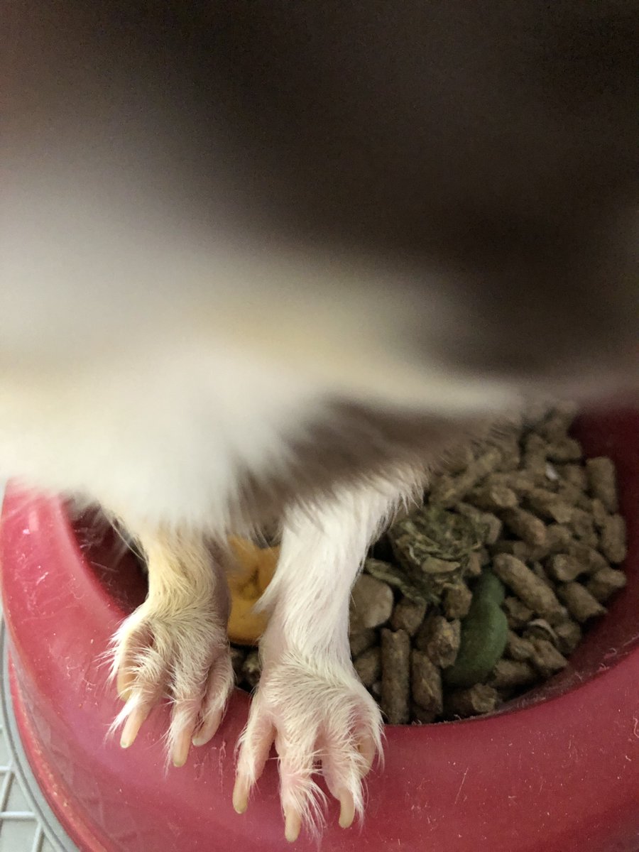 LOLPigs's tweet photo. "Time for my closeup!"๐ธ๐๐ฅฐ๐พ #Feetz ๐พ#Closeup #Guineapigs #Funny ๐ฅฐHave a great day everyone!๐ฅฐ https://t.co/QVG4mzOxjC