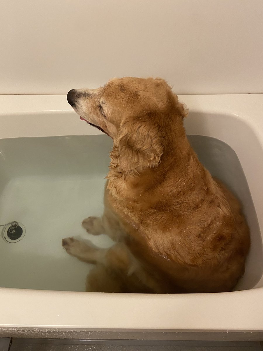 また やられた 入ろうとした隙に 先客 一番風呂を浴びる犬の姿に爆笑 自分から進んで入るなんてw まいどなニュース