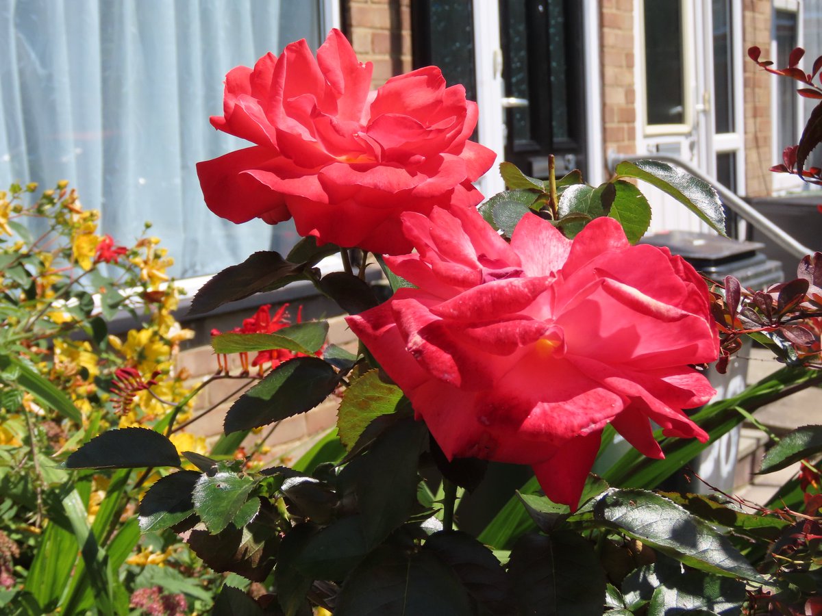 A very very prickly rose for #RoseWednesday 
Sorry, I don't know what it's called.