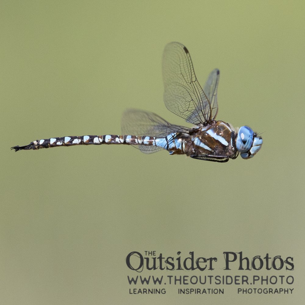 PhotosOutsider's tweet photo. #Blue #Eyed #Darner pauses briefly, as if pitying my efforts to photograph it.
@CanonUSA #5d mk iv + 600 mm lens
ISO 1250
F 7.1
1/3200
#theoutsiderphotos #naturephotography #wildlifephotography #dragonfly #canon #insect #wings #summer #lace #flight https://t.co/V9uoYMs9KK