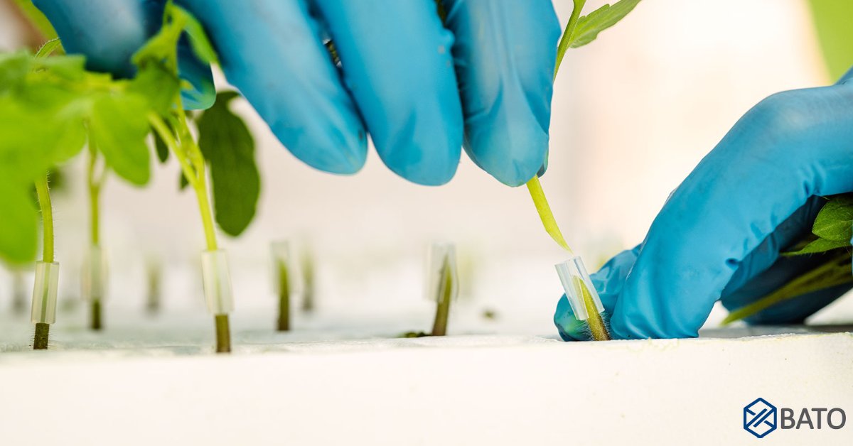 Bato Plastics (@batoplastics) on Twitter photo Tomato #grafting time 🕑🌱🍅<a href="/brabantplant/">brabantplant</a>. They use our 'Bato Grafting Clip Standard 2mm' out of soft and flexible material that has the correct light permeability. Curious about our #graftingclip assortment? 🌍bit.ly/3eFHj1V Tomato #grafting time 🕑🌱🍅<a href="/brabantplant/">brabantplant</a>. They use our 'Bato Grafting Clip Standard 2mm' out of soft and flexible material that has the correct light permeability. Curious about our #graftingclip assortment? 🌍bit.ly/3eFHj1V