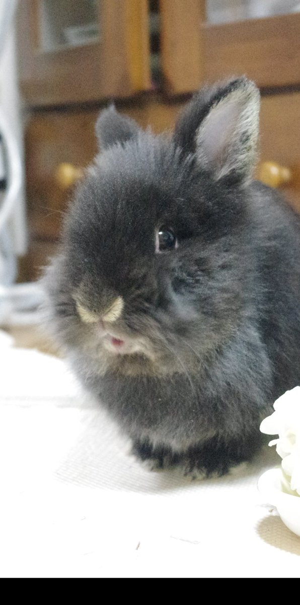 初めてのうさぎさん 暮らした体験と思い Wakatora007 Twitter