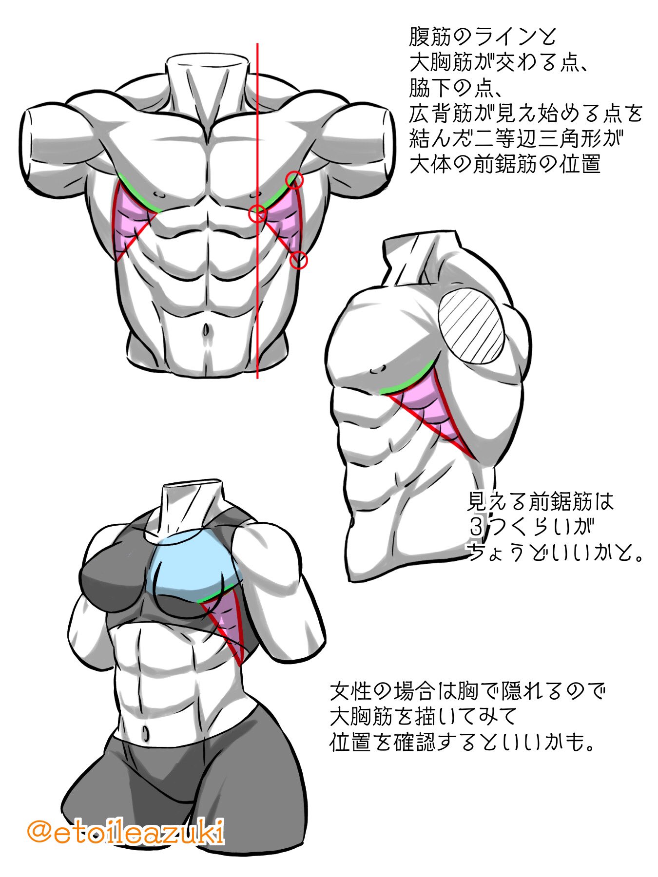 かまた 筋肉専門イラストレーター 前鋸筋の位置 インスタでマッチョ画像を眺めながら 今までぼんやりしてた前鋸筋の位置をこれに決定 ほぼほぼこの位置ならいい感じに描けると思う あと見える前鋸筋の数は３つくらいが見せ 方として丁度いいかも
