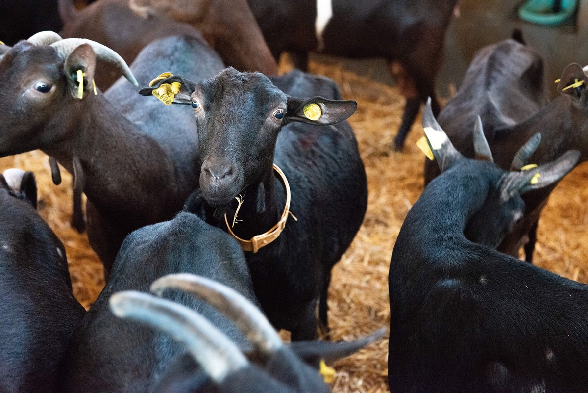 Muntanyolampans's tweet image. El benestar de les cabres és un component clau per a la qualitat de la llet i el formatge 🐐 El nostre ramat pastura a camp obert a la finca #Urpina, en un terreny ideal per mantenir en harmonia les necessitats productives i la conservació de la finca.