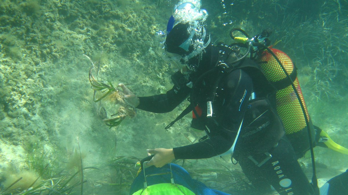 RenewablesGrid's tweet image. #PosidoniaOceanica seagrass recovering thanks to @RedElectricaREE! 🌿🇪🇸 4 years in, survival rate = &amp;lt;90%! The result? Benefits to #marineecosystem &amp;amp; risk mitigation of #offshoreinfrastructure! 

Read more &amp;amp; visit virtual exposition here 👉bit.ly/375837T