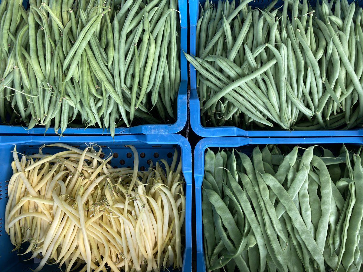 boerluuk's tweet photo. We hebben vandaag weer een super volle kraam met biologische groenten, allemaal uit de eigen tuin! En vandaag ook kruisbessen en rode bessen. Vanaf 13.00 uur zijn we open. #groenten #biologisch #Maartensdijk https://t.co/txL7p9KdZ1
