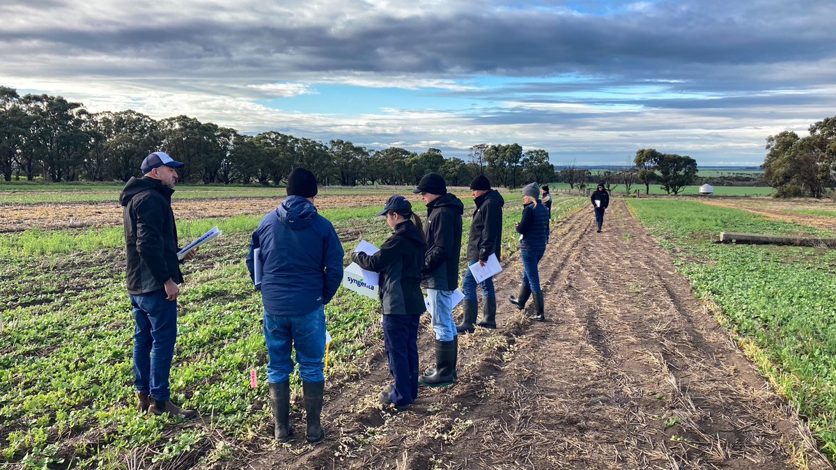 <a href="/SyngentaANZ/">Syngenta ANZ</a> #LearningCentre and R&amp;D innovations looking the goods across a range of sites in pulses, canola and cereals here in Esperance. Rather moist in some spots!