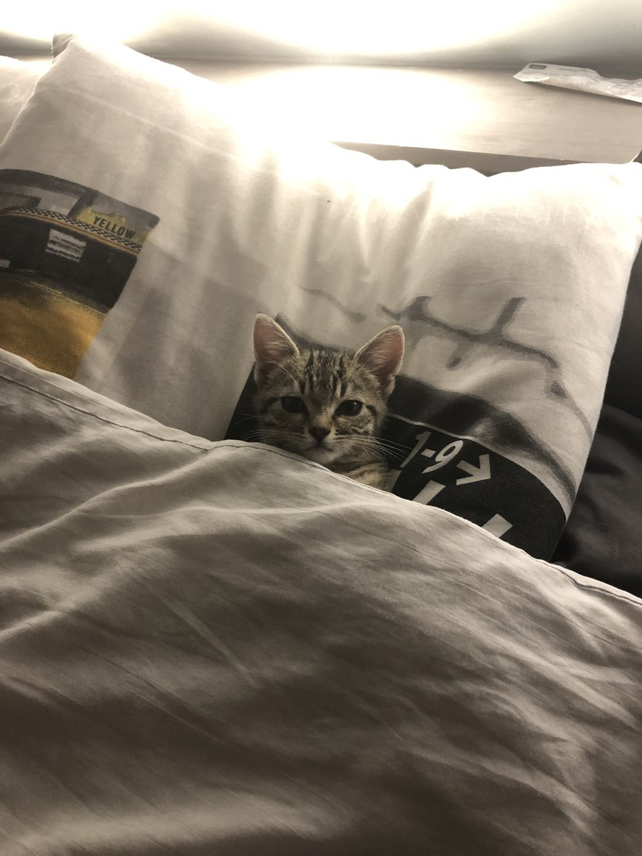 regardez comment je l'ai retrouvé hier soir je craque 😔😔