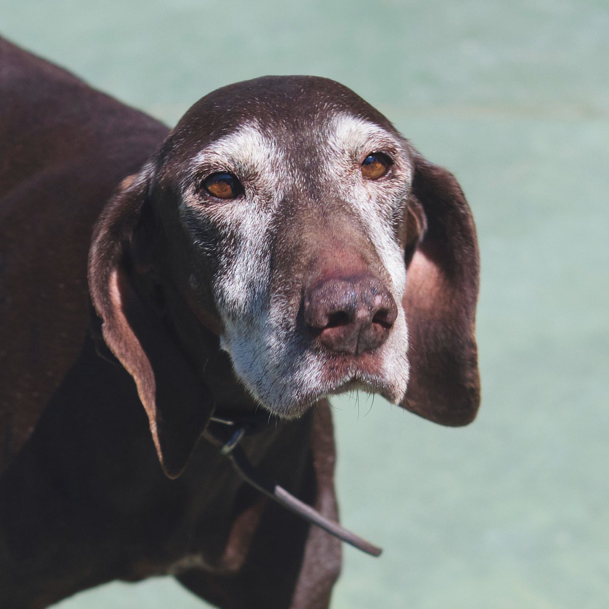 protemataro's tweet photo. La Dolça és una iaia de 12 anys. Va ser adoptada fa 6 anys i ara l'han tornat. És una bona gossa, però no s'adapta a entorns urbans. Pot conviure amb altres animals, i busquem una família que visqui en entorn rural i tranquil. Pregunteu per ella a info@protectoramataro.org https://t.co/t6Q87TqOON