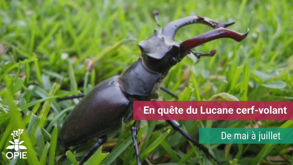 [#SciencesParticipatives]
En quête du Lucane cerf-volant🔍
La période la plus propice d'observation du  #Lucane se termine bientôt ! C'est le moment de garder l'œil ouvert (et l'oreille !) 👁️‍🗨️
Déposer vos observations 👉 enquetes.insectes.org