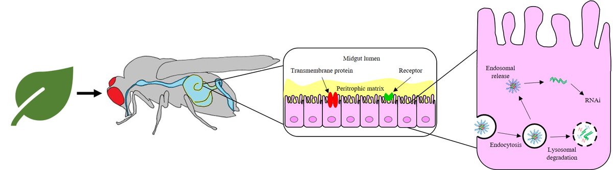 3/3 We have found that with longer block copolymers, we need to add more polymer chains into the samples to fully bind to dsRNA. But, once bound, all of our block copolymers prevent degradation of dsRNA by enzymes! Now, let’s see if they work as an insecticide! #CDTTweCon