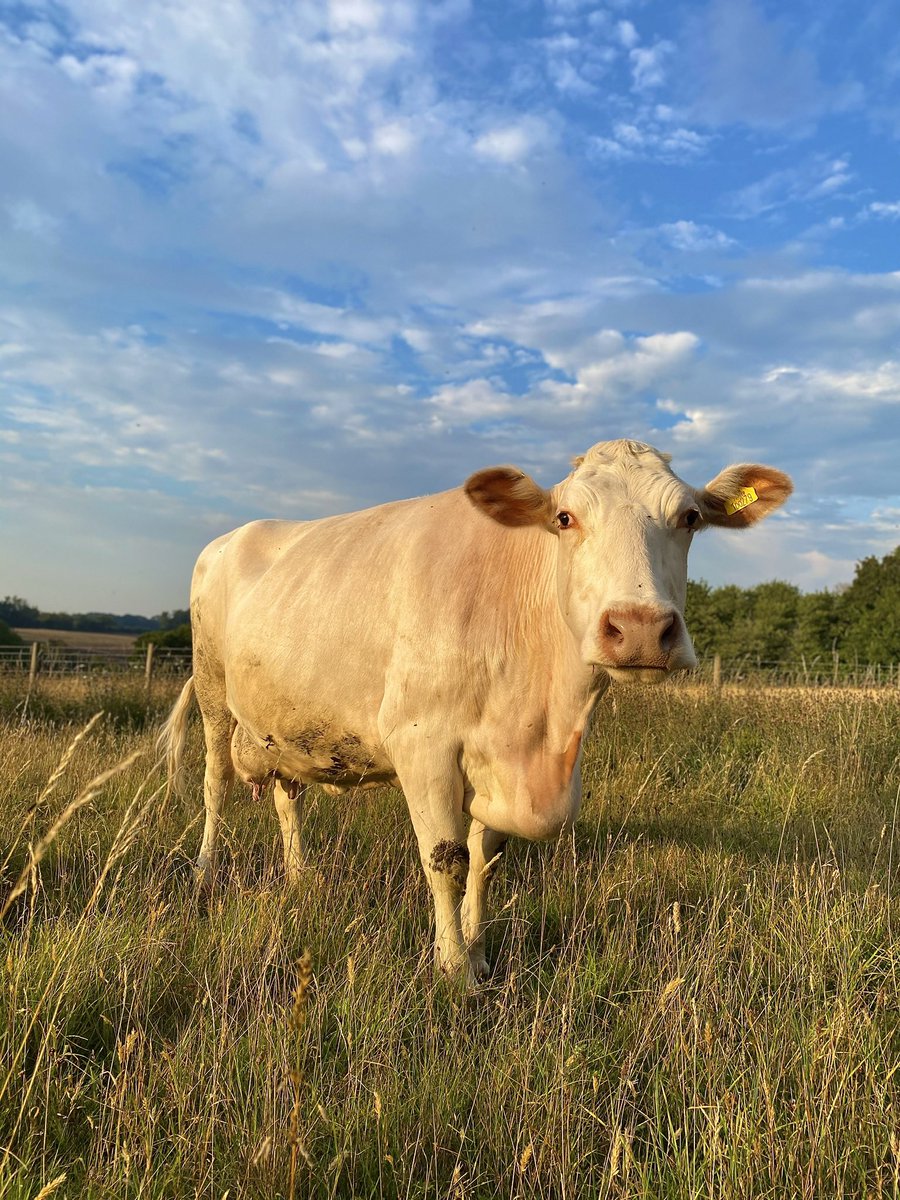 Florence Mannerings tweet media