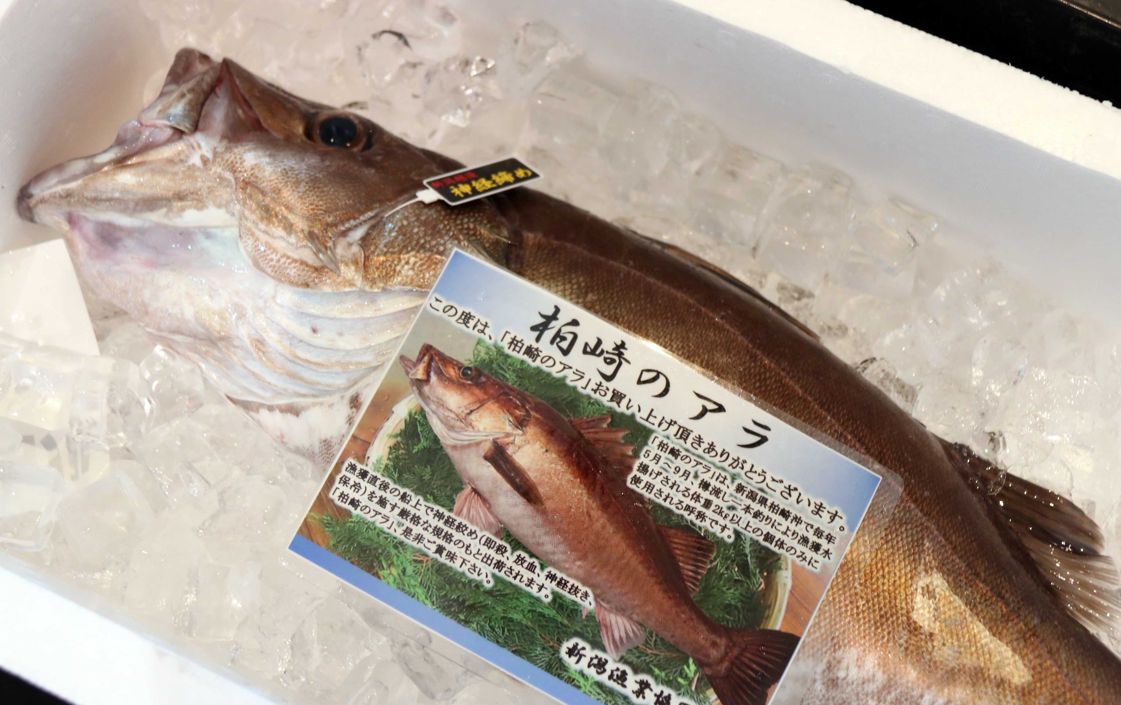 Twitter 上的 柏崎市元気発信課 期間限定 幻の高級魚 アラ が食べられる 8月9日 月 祝 まで 柏崎市内13店舗でアラ料理を食べることができます お寿司 刺身 アラ丼など 各店舗が趣向を凝らしたメニューで皆さまのお越しをお待ちしています 極上の白身
