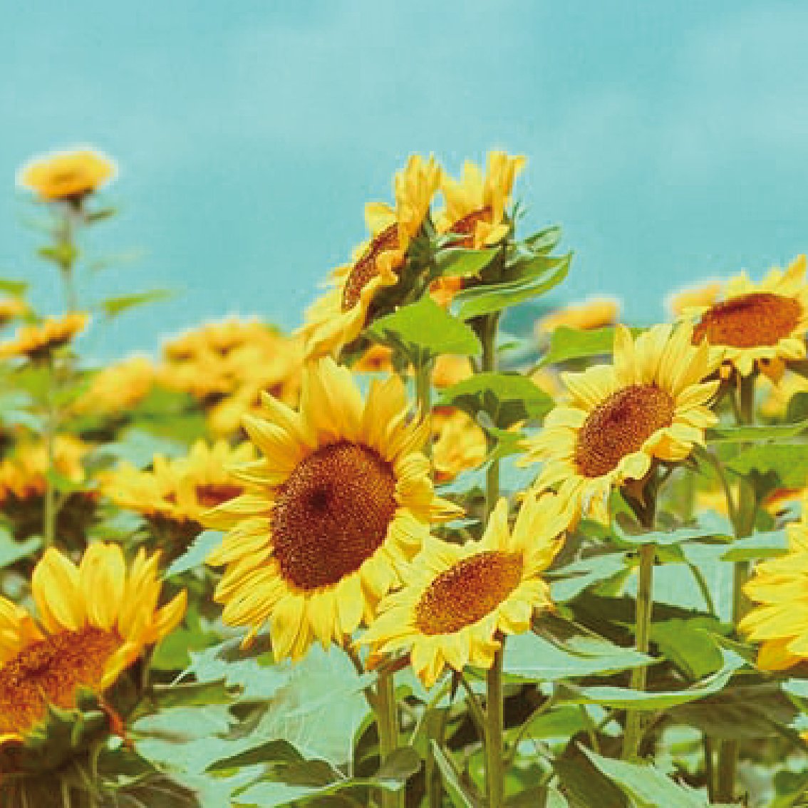 Five Dot Botanics tweet media