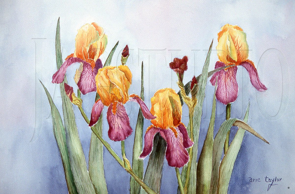Excited to share the latest addition to my #etsy shop: Flower Prints Iris Watercolor Print, Yellow Purple Iris Prints, Still Life Art etsy.me/3eE6At8 #purple #yellow #unframed #horizontal #flowers #entryway #paper #botanicalart #flowerprints