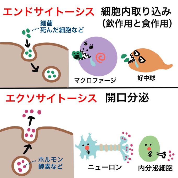 ゴロ 解剖生理イラストさん の最近のツイート 2 Whotwi グラフィカルtwitter分析
