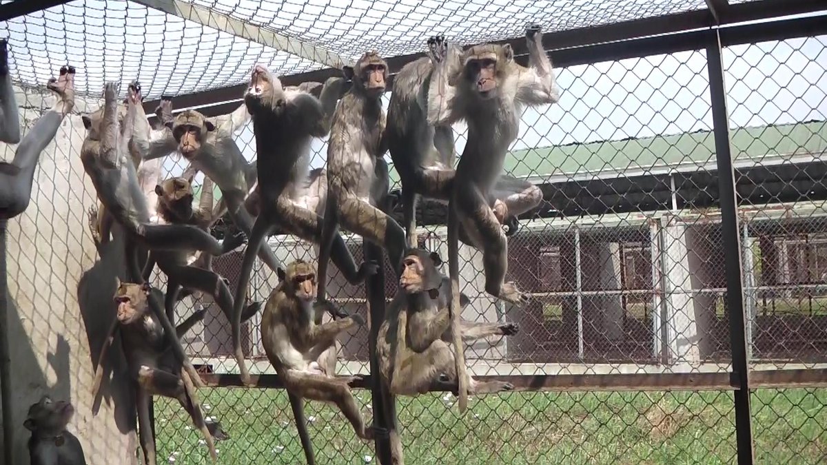 Long-tailed macaques at a monkey farm in Cambodia; credit Cruelty Free International
