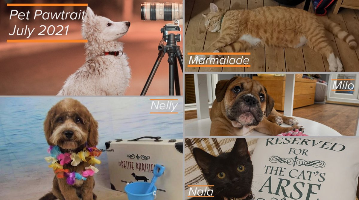 Healthy_Pets's tweet photo. Weโre loving seeing your furry friends in their pet pawtrait, so we thought weโd share some of the puuurfect posers! Join in the fun โ submit your snap for the ComPETition via DM or on our Facebook page
#pets #cats #dogs #posingpets #healthypetsinsurance #petpawtrait https://t.co/72wU2wAVTT