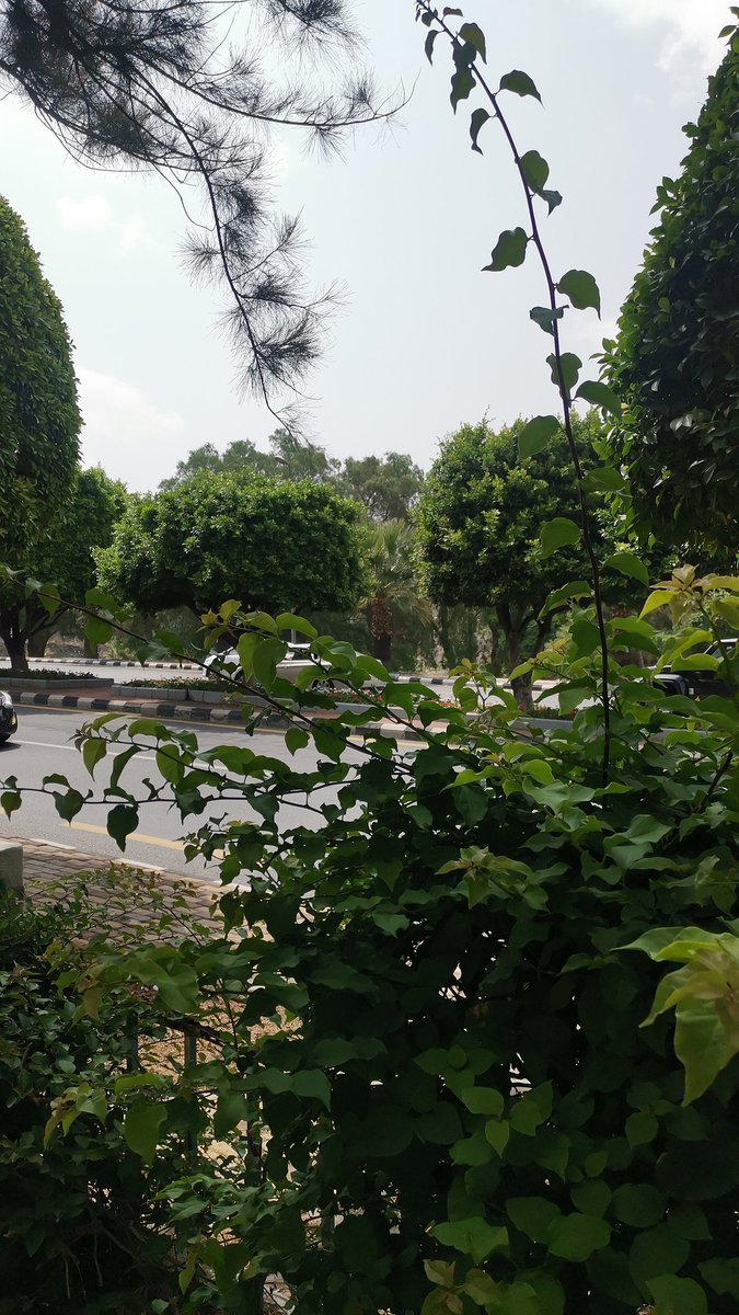 algarni1492's tweet image. مساء الورد 💐❤️