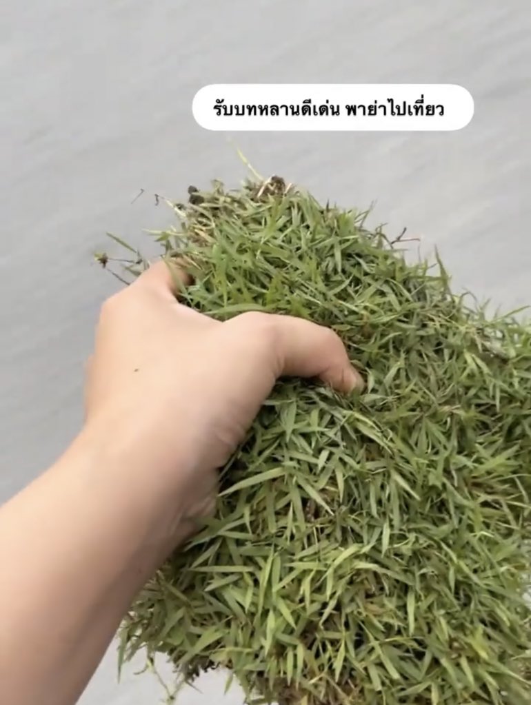 กู : *พยายามโตขึ้น*
Also กู :