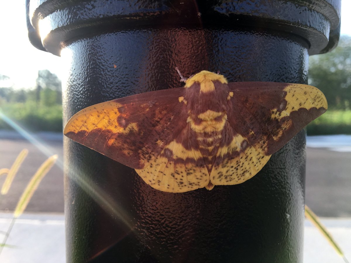 It's National Moth Week! Did you know there are about 160,000 species of moths in the world? The U.S. alone is home to about 11,000 species! Below are just a few interesting moth species to learn about. Photo: Imperial moth by Anna Weyers/USFWS.