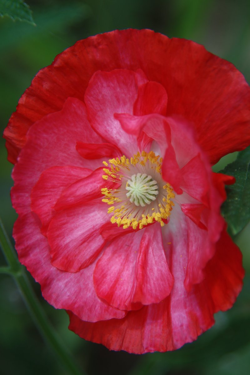 Good night. Have sweet dreams😌

Mon 10:00PM🦌🌳
Poppy 🌸