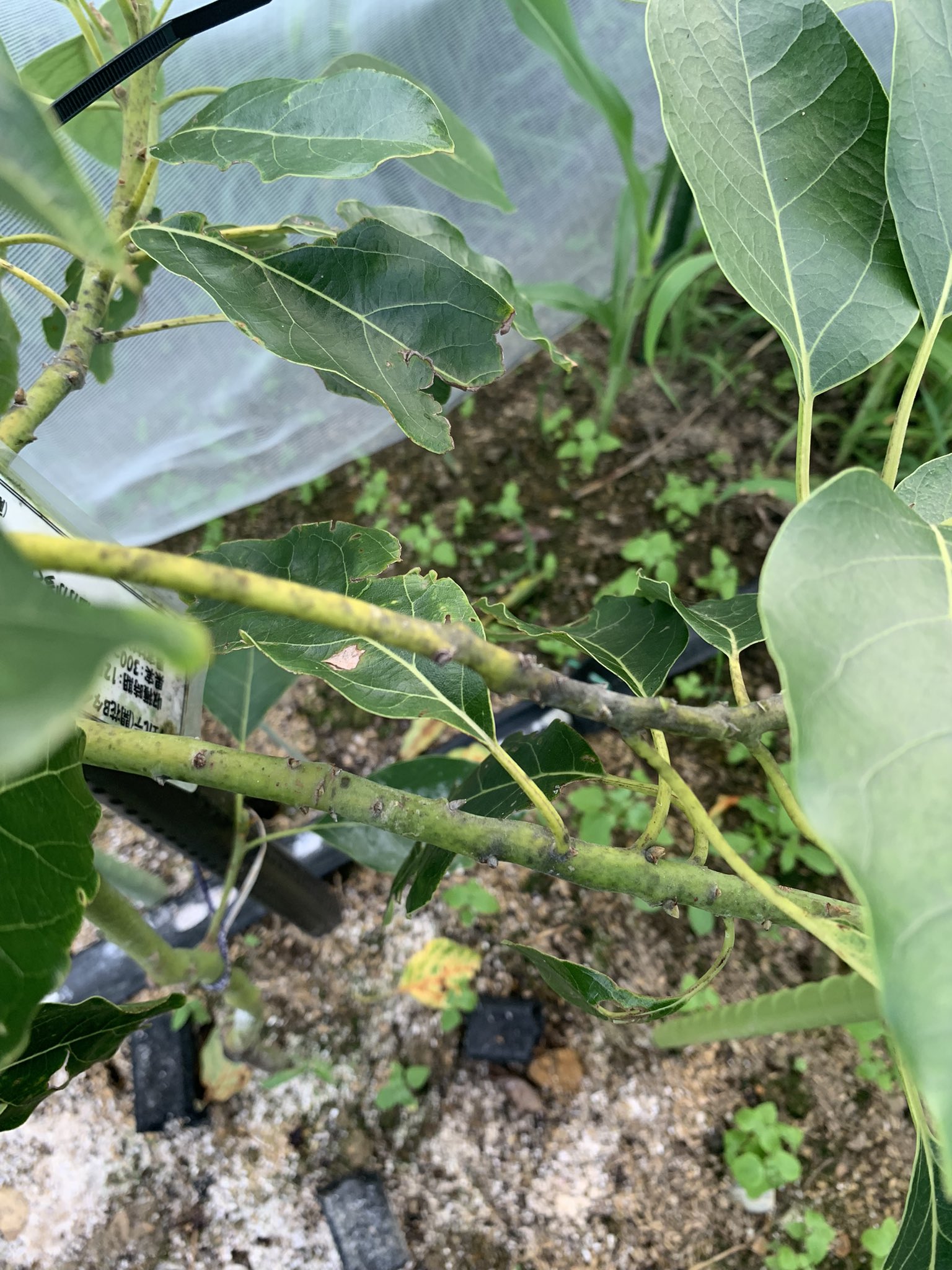 Kobe Avocado Farm が黒くなる病気が出てしまっています 今のところ 無農薬 有機栽培なので続けたいとは思っているのですが 直す方法アドバイスいただけませんか 薬で直す必要がありそうでしょうか お願いします 国産アボカド アボカド