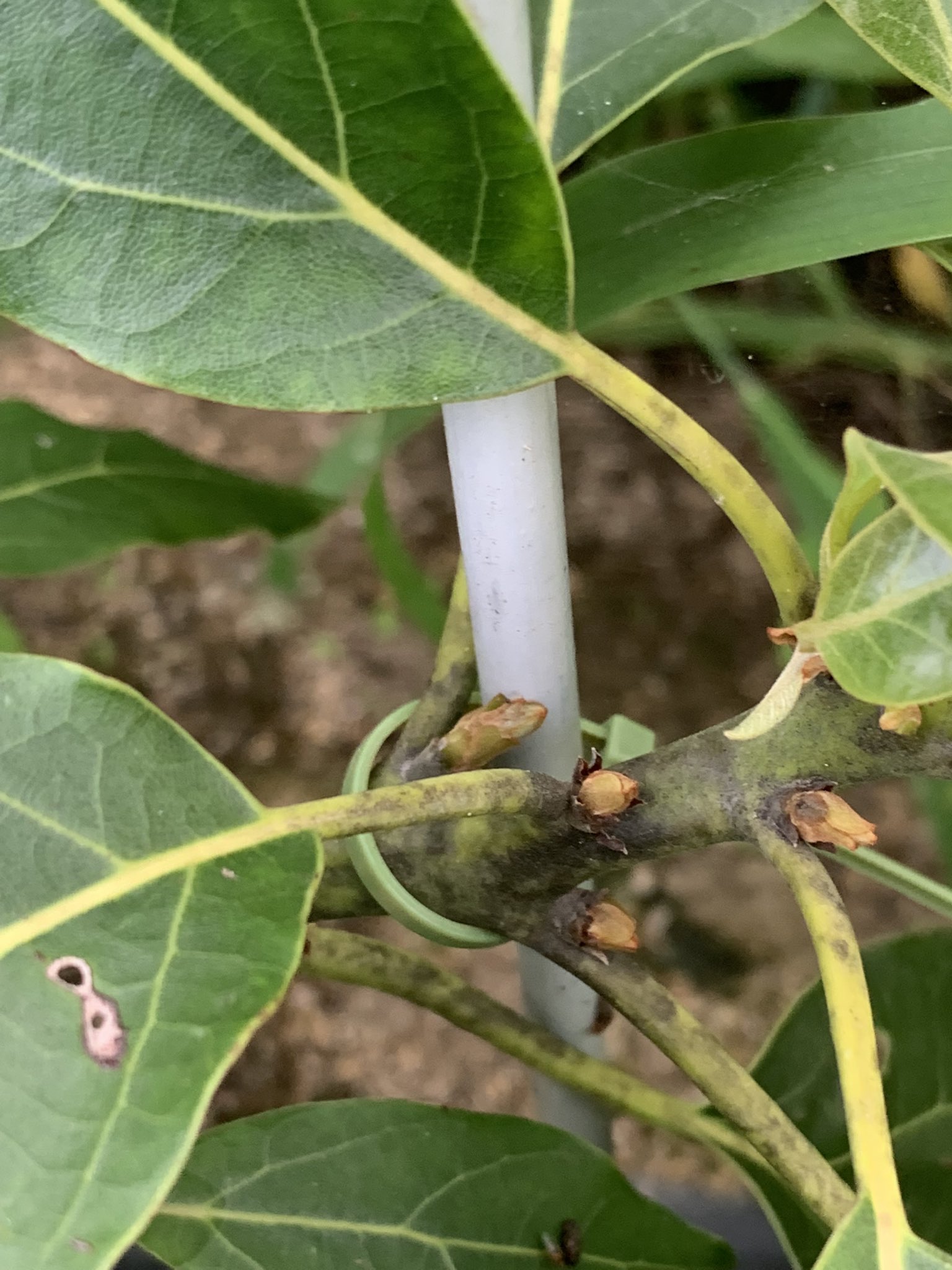 Kobe Avocado Farm が黒くなる病気が出てしまっています 今のところ 無農薬 有機栽培なので続けたいとは思っているのですが 直す方法アドバイスいただけませんか 薬で直す必要がありそうでしょうか お願いします 国産アボカド アボカド