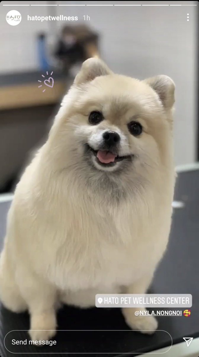 1108_AJ's tweet photo. น้องน้อยสวยแล้ว😍🐶 #นิกกี้ก้อย https://t.co/OIkF95nrVO