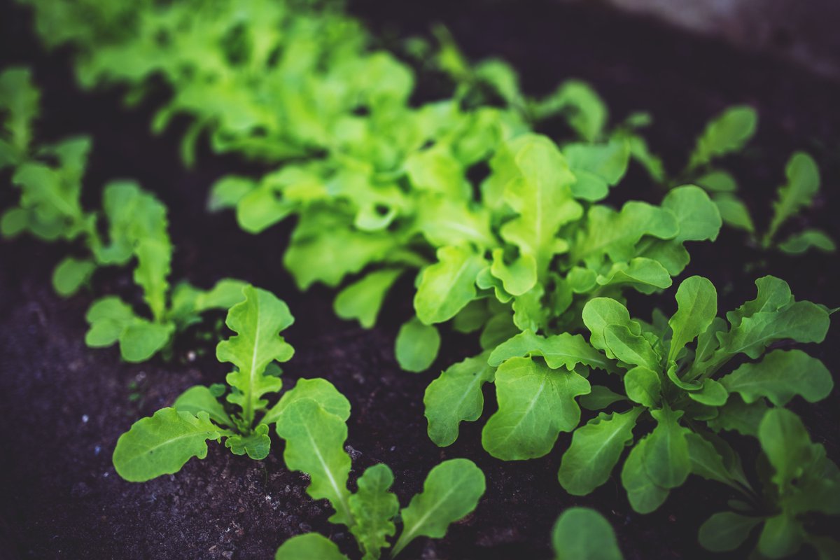 BubsJournal's tweet photo. What's the best thing you grew in your garden this year?

Write about your green thumb at https://t.co/vMShd6tgd5

#summer #garden  #vegatables #journaltherapy #journalingfortherapy #writingtherapy #thoughtsandfeelings #writingastherapyjournal #loveyourself #mindsetmatters #bubs https://t.co/FyZm7848YI