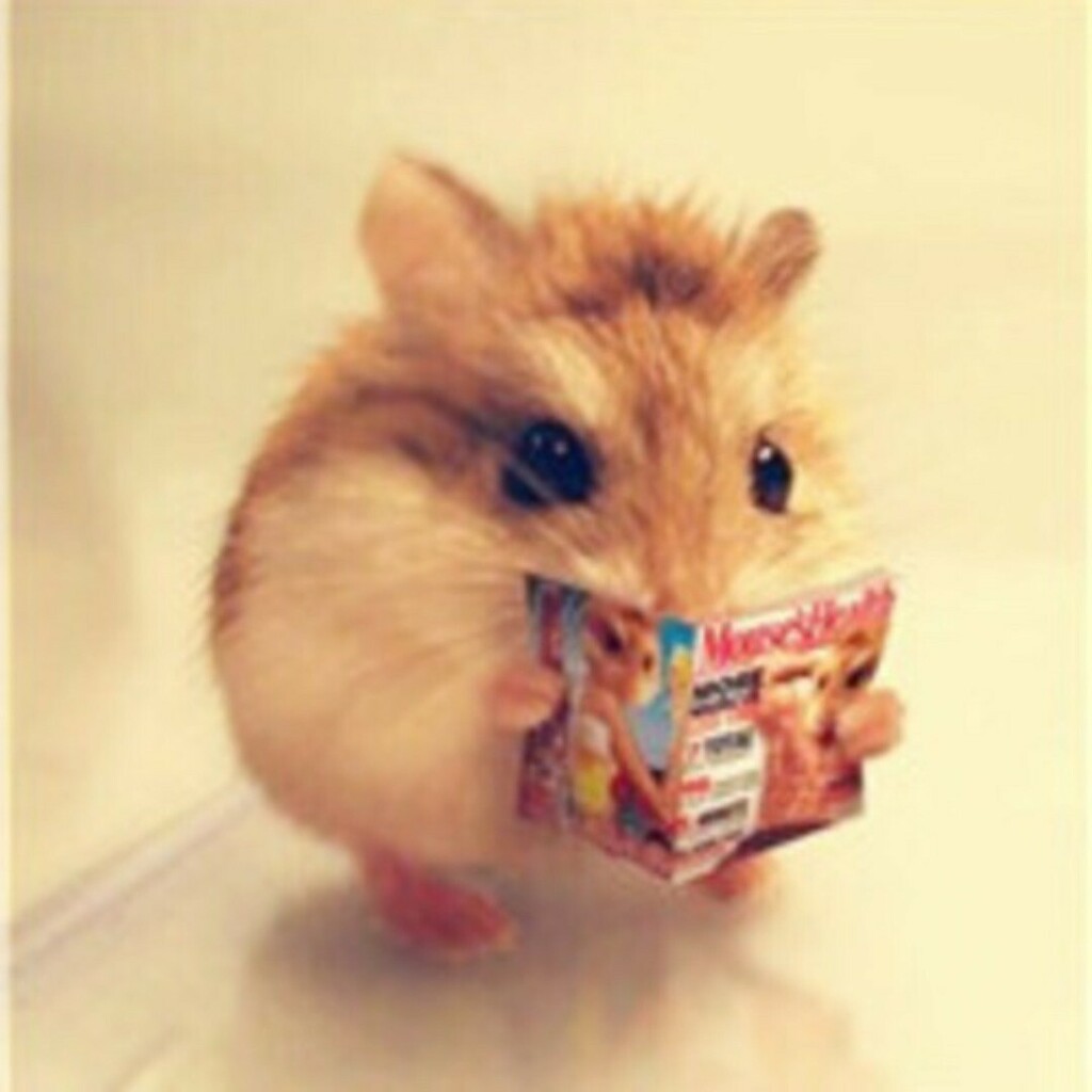 appmarketingx's tweet image. Dude is learning how to code. He knows where the money is at... 🐭🐝🐤
Need an app for your business? Contact us &gt;&gt;&gt; support@appsolutemarketingx.com &lt;&lt;&lt;
#learnhowtocode #hamstergram #appdeveloper