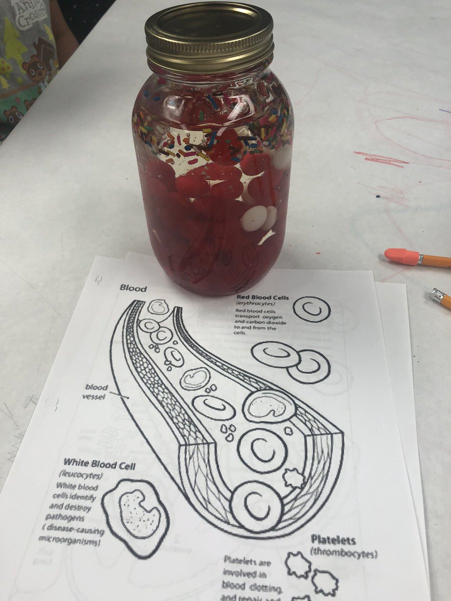 Pepper Dellinger, NBCT (@dellingersteam) on Twitter photo 🩸 Kids are having so much fun learning about Amazing Anatomy with Ms. Hawkins at #ScienceMatters Camp <a href="/COSAMOutreach/">COSAM STEM Outreach</a> 🩸 🩸 Kids are having so much fun learning about Amazing Anatomy with Ms. Hawkins at #ScienceMatters Camp <a href="/COSAMOutreach/">COSAM STEM Outreach</a> 🩸