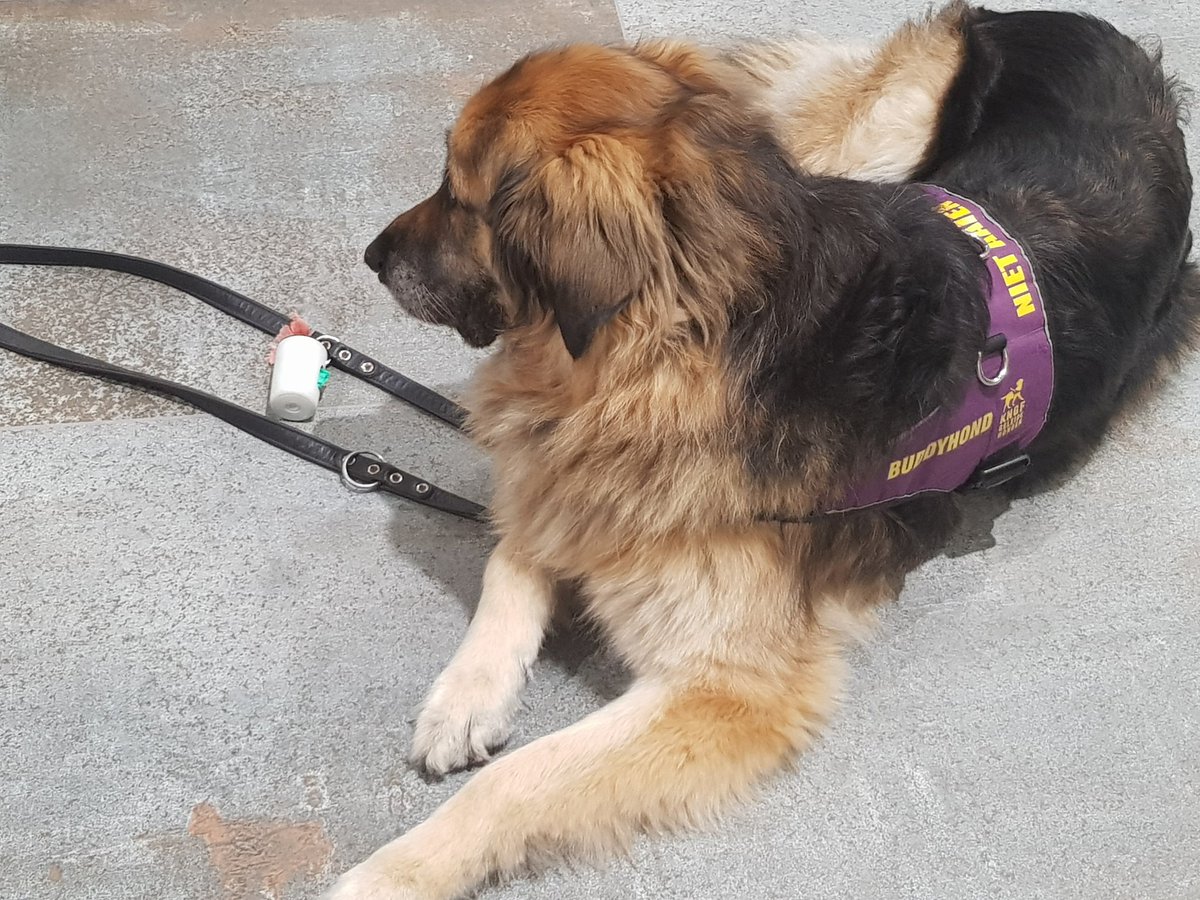 klazienwiltjer's tweet photo. @KNGFGeleidehond @buddyhond Lio keurt de nieuwe tegelvloer. https://t.co/oU1UrfpFj3