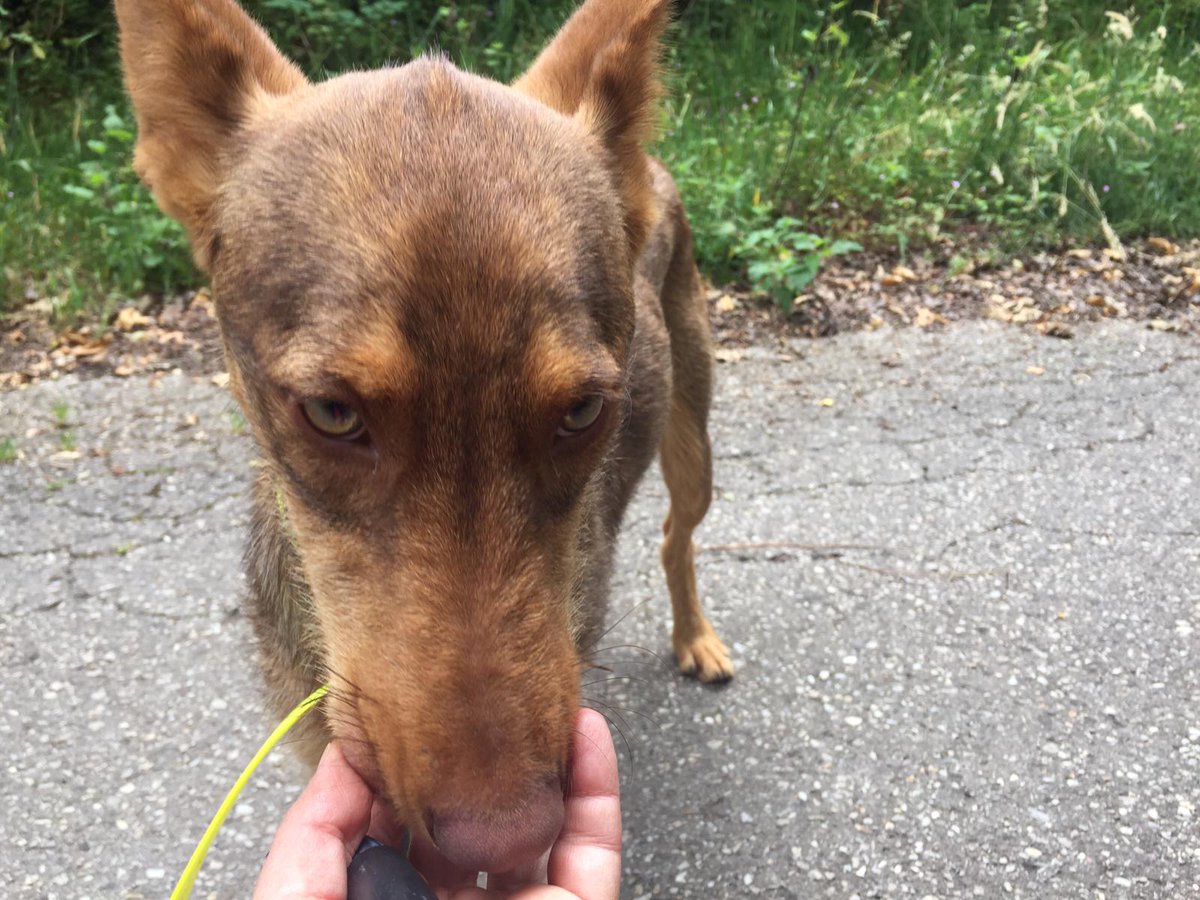 Asoc. Voluntarios Albergues Animales Asturias tweet media