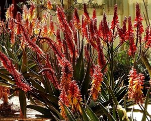 IndigeNews - Witkoppen Wildflower Nursery's Newsletter - mailchi.mp/webmail/ur15pp…