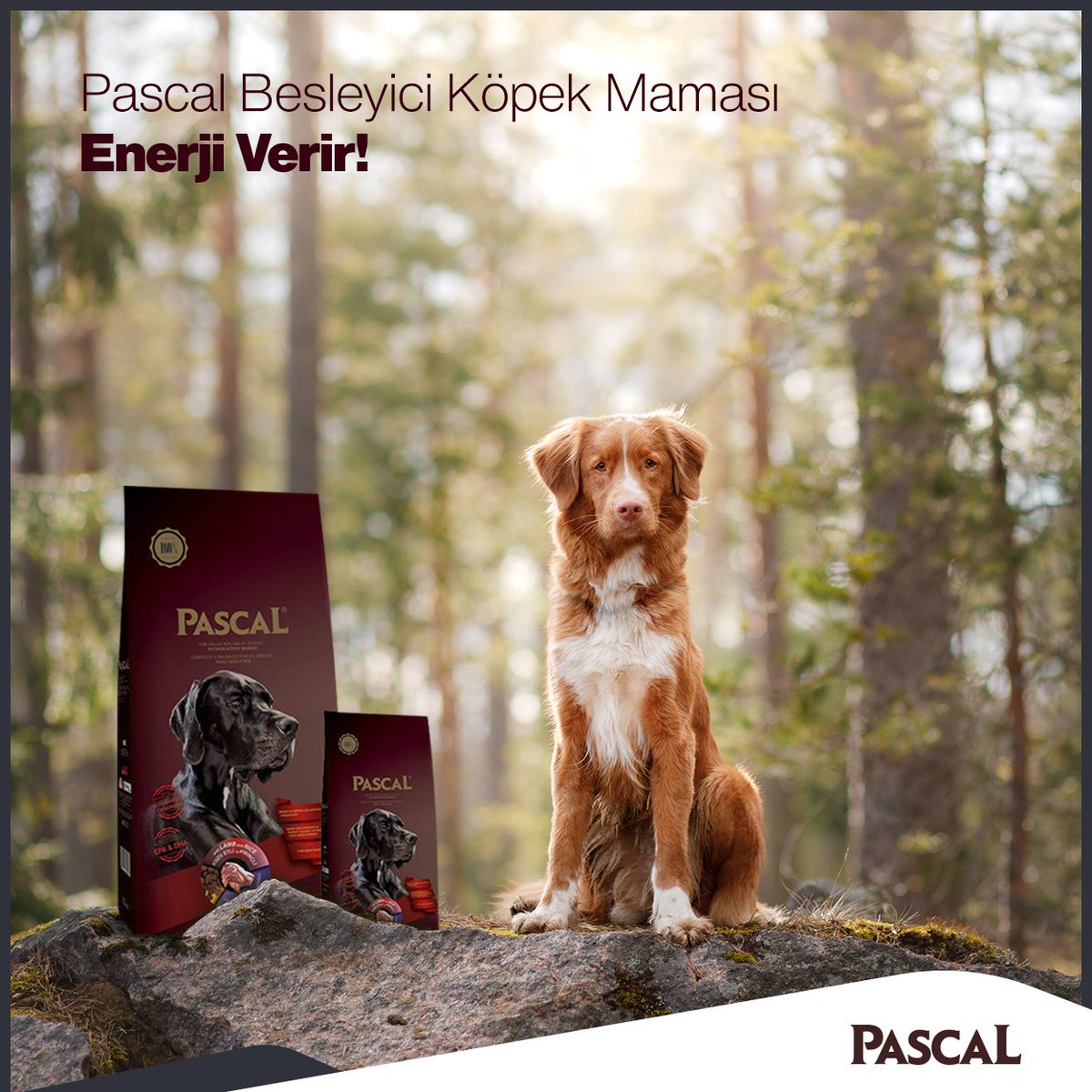 Pascal Kopek Mamasi Pascaldogfood Twitter