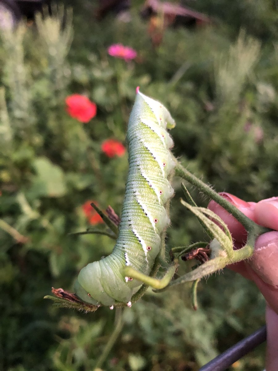 Did you know tomato hornworms turn into The Five spotted hawk moth? They are so important for the pollination of native plant species. I remove them from my main tomato crop and put them on a couple of sacrifice tomato plants to complete their life cycle