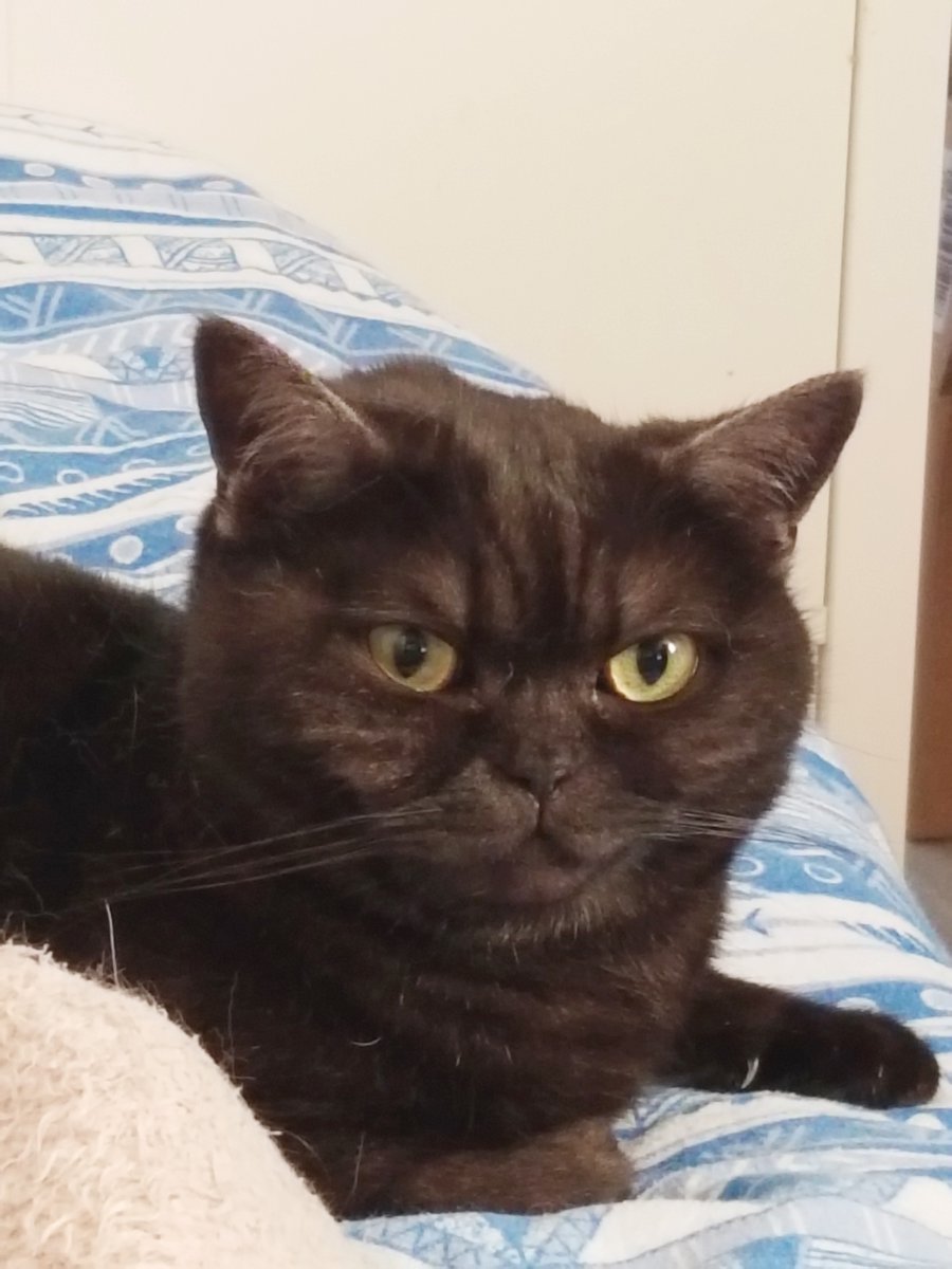 smokes_two's tweet photo. Helios is not amused. 🙊🙈 He's been grumpy all morning... How are your cats dealing with the heat?

#heatwaveuk #CatsOfTwitter #cats #CatsOnTwitter #Heat #HeatWave2021 https://t.co/Hch35vVyBD