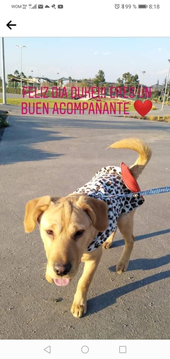 RonaldBayronGV's tweet photo. #MuchoGustoMega https://t.co/fZ1twZTUVA