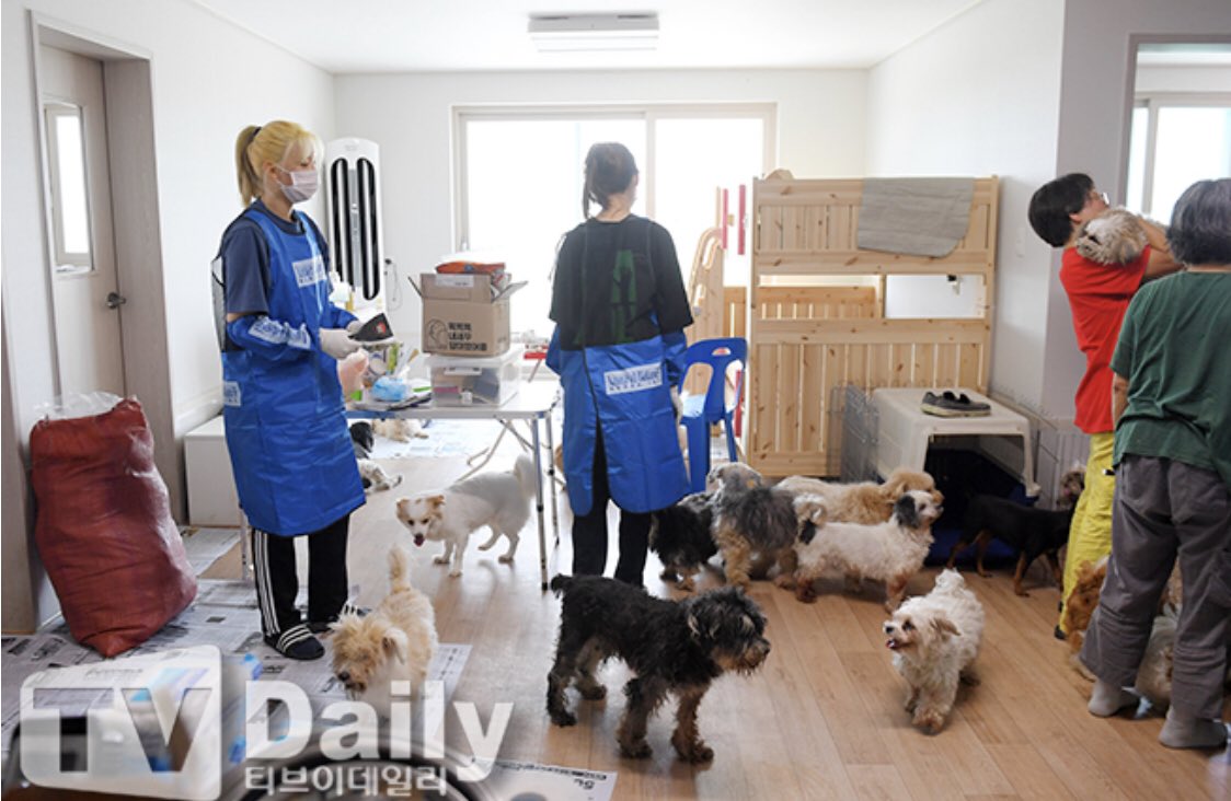 yjythrowbacks's tweet photo. 200705: 1 year ago, Jeongyeon volunteering at an Animal Shelter with Gong Seungyeon

#JEONGYEON #정연 #TWICE #트와이스 @JYPETWICE https://t.co/xQ7H7hgUbh