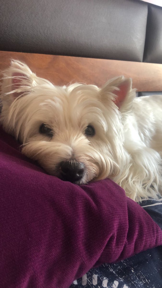 hildahm84's tweet photo. #MuchoGustoMega Nina de Santiago…! #felizdiadelperro https://t.co/NFLJHRYvis