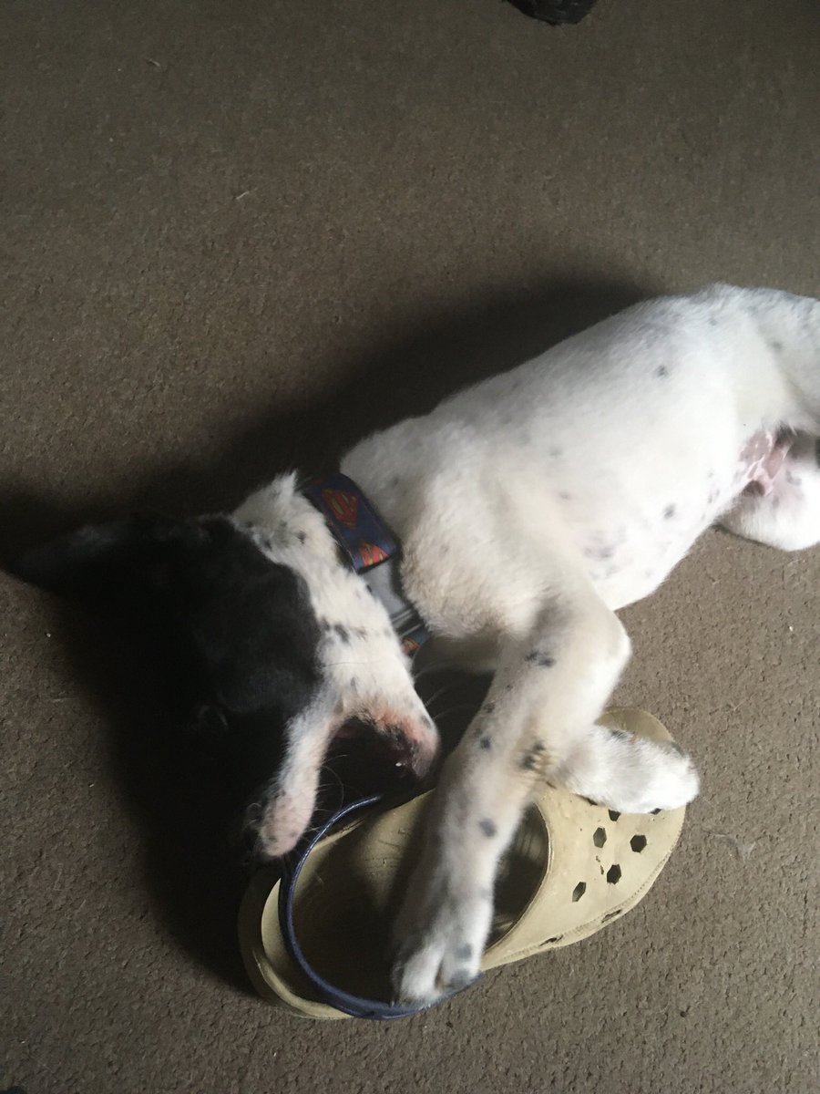lolin73's tweet photo. #MuchoGustoMega Odin pasó por nuestra vida 3 meses y nos dejó un gran vacío pero hermosos recuerdos tenía 5m cuando se fue por coronavirus de perros 😔 https://t.co/EqbS9Wv8bW