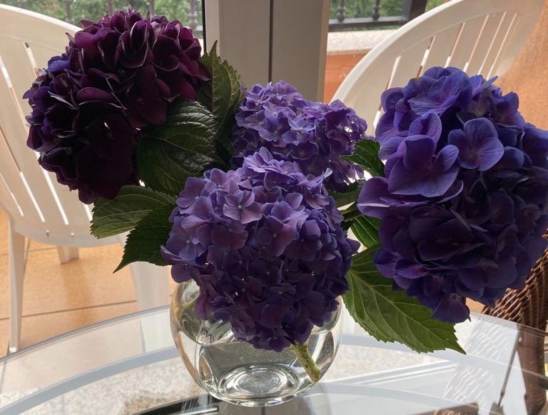 AlfombristasGAL's tweet photo. Agradecidos ao Concello de #Bergondo pola doazón das hortensias dos xardins para as #alfombras do Apóstolo Santiago que elaborarán máis de 70 alfombristas da Federación Galega @ConBergondo @silcerino @vozcoruna @vocescoruna @RadioCoruna @laopinioncoruna @elcorreogallego @pgsarria https://t.co/Kpx0GDAfBp