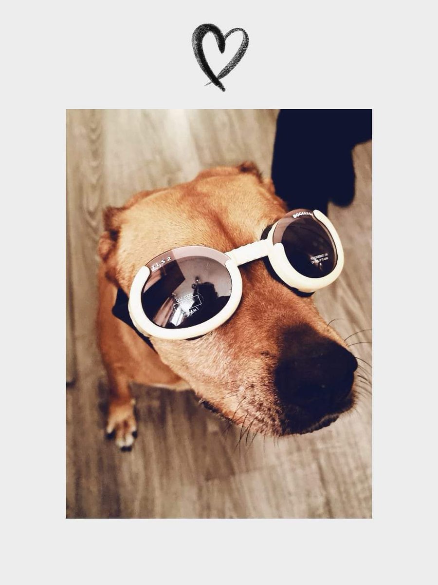 polygp83's tweet image. #MuchoGustoMega ella es Suki, casi la atropellamos, pensamos que era una piedra en la calle, de noche, bajamos a ver y era una perrita chiquitita. Ahora es nuestra vida! Feliz día a los perritos!!!