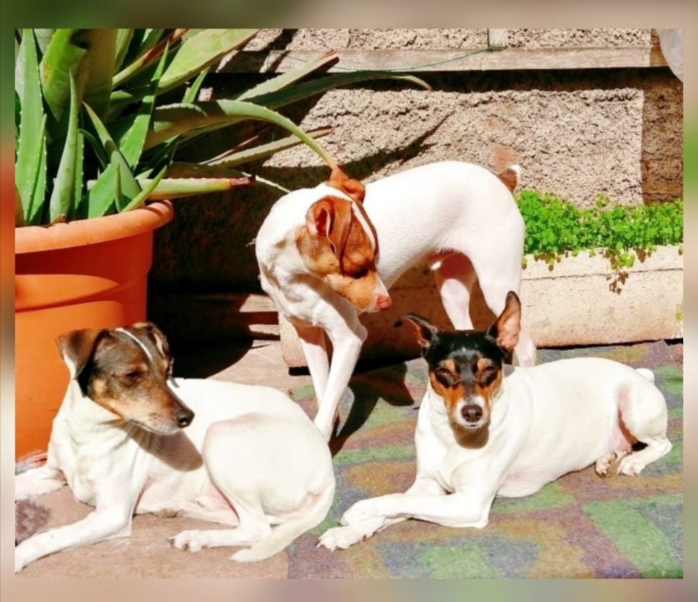 Feliz día del perro!! para mis niños Charlie, Branka María y Dorito #MuchoGustoMega #DiaDelPerro #terrierchileno